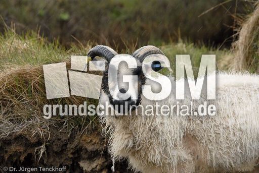 Schaf (39 von 61).jpg